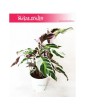 Calathea White Fusion, Kalatea White Fusion 4