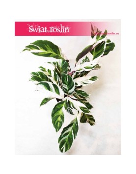 Calathea White Fusion, Kalatea White Fusion 5