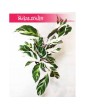 Calathea White Fusion, Kalatea White Fusion 5
