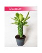 Euphorbia Neorubella, Wilczomlecz, Monadenium Montanum Rubellum 2