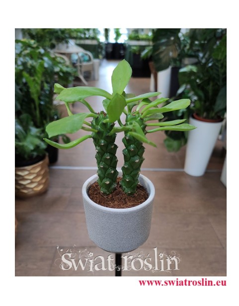 Monadenium Montanum ‘Rubellum’, Euphorbia Neorubella, popularne rośliny, na zielony parapet, modne rośliny