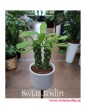Monadenium Montanum ‘Rubellum’, Euphorbia Neorubella, popularne rośliny, na zielony parapet, modne rośliny