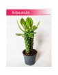 Euphorbia Neorubella, Wilczomlecz, Monadenium Montanum Rubellum 3