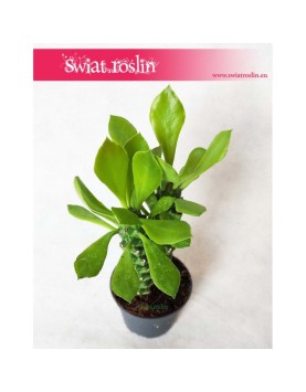 Euphorbia Neorubella, Wilczomlecz, Monadenium Montanum Rubellum 4