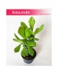 Euphorbia Neorubella, Wilczomlecz, Monadenium Montanum Rubellum 4