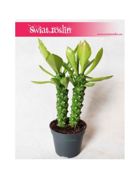 Euphorbia Neorubella, Wilczomlecz, Monadenium Montanum Rubellum