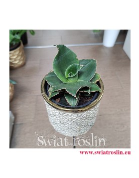 Sansevieria Star Rose, modne rośliny, rosliny na zielony parapet,  rośliny do biura