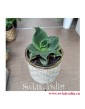 Sansevieria Star Rose, modne rośliny, rosliny na zielony parapet,  rośliny do biura