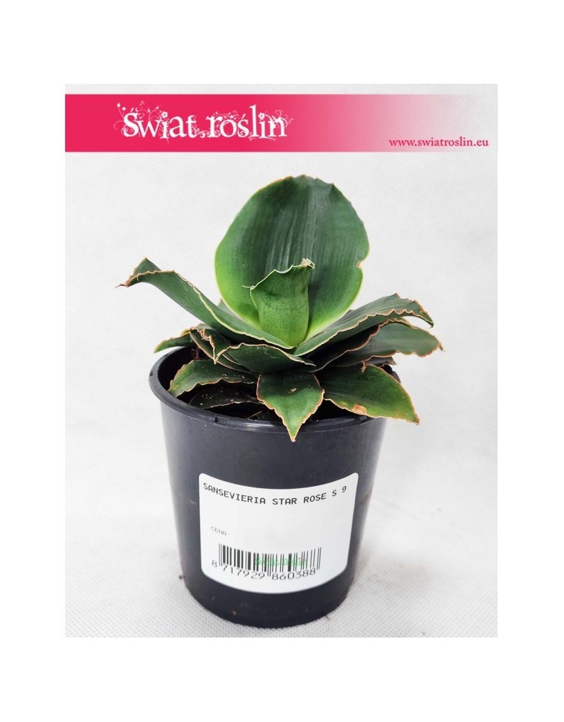 Sansevieria Star Rose, Sansewieria Star Rose, Sansewiera Star Rose, Wężownica
