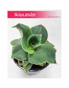 Sansevieria Star Rose, Sansewieria Star Rose, Sansewiera Star Rose, Wężownica 3