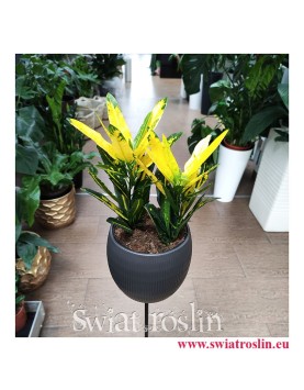 Kroton Sunny Star, Croton Sunny Star, Croton, Trójskrzyn, Codiaeum, Kroton, rosliiny egzotyczne, rośliny tropikalne
