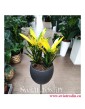 Kroton Sunny Star, Croton Sunny Star, Croton, Trójskrzyn, Codiaeum, Kroton, rosliiny egzotyczne, rośliny tropikalne