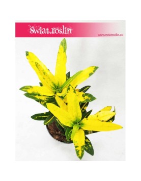 Kroton Sunny Star, Croton Sunny Star, Croton, Trójskrzyn, Codiaeum, Kroton 3