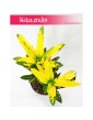 Kroton Sunny Star, Croton Sunny Star, Croton, Trójskrzyn, Codiaeum, Kroton 3