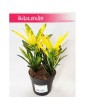 Kroton Sunny Star, Croton Sunny Star, Croton, Trójskrzyn, Codiaeum, Kroton