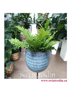 Blechnum Gibbum Silver Lady, Podrzeń Garbaty, Paproć Silver Lady, rośliny doniczkowe Kraków