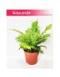 Blechnum Gibbum Silver Lady, Podrzeń Garbaty, Paproć Silver Lady 2