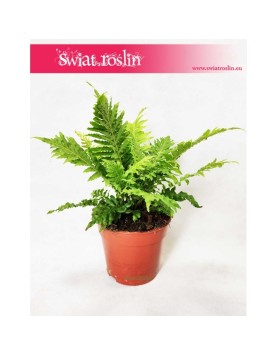 Blechnum Gibbum Silver Lady, Podrzeń Garbaty, Paproć Silver Lady 4
