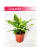 Blechnum Gibbum Silver Lady, Podrzeń Garbaty, Paproć Silver Lady 4
