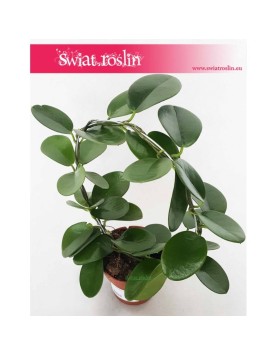 Hoja Australijska, Hoya Australis, Woskownica, pnącze