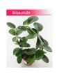 Hoja Australijska, Hoya Australis, Woskownica, pnącze