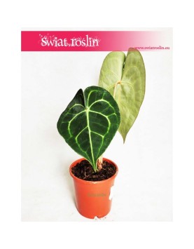 Anturium Clarinervium, Anthurium Clarinervium 2