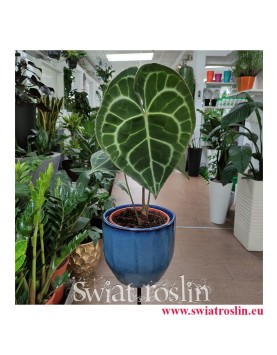 Anturium Clarinervium, Anthurium Clarinervium, rośliny do biura, rośliny kolekcjonerskie