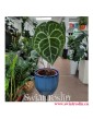 Anturium Clarinervium, Anthurium Clarinervium, rośliny do biura, rośliny kolekcjonerskie