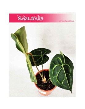 Anturium Clarinervium, Anthurium Clarinervium 4