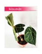 Anturium Clarinervium, Anthurium Clarinervium 4