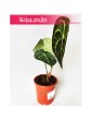 Anturium Clarinervium, Anthurium Clarinervium 3
