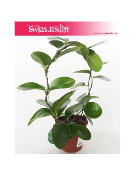 Hoja Australijska, Hoya Australis, Woskownica, pnącze 2