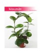 Hoja Australijska, Hoya Australis, Woskownica, pnącze 2