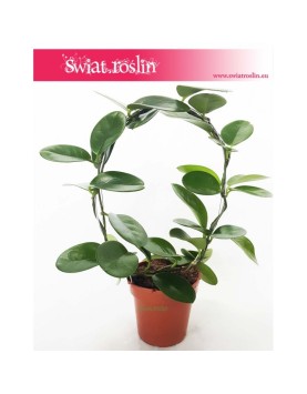 Hoja Australijska, Hoya Australis, Woskownica, pnącze 3