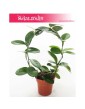 Hoja Australijska, Hoya Australis, Woskownica, pnącze 3