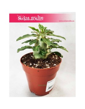 Pachypodium Saundersii, Kaktus Pachypodium
