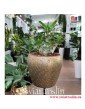 Pachypodium Saundersii, Rośliny doniczkowe Kraków, sukulenty Kraków, sklep online