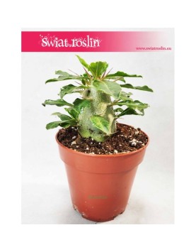 Pachypodium Saundersii, Kaktus Pachypodium 2