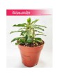 Pachypodium Saundersii, Kaktus Pachypodium 4