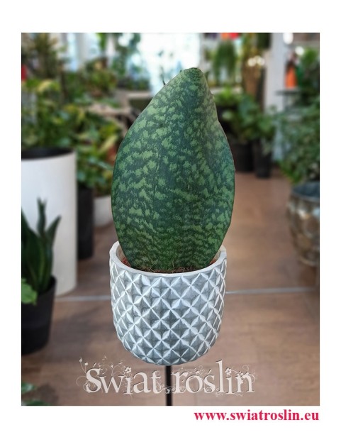 Sansevieria Masoniana Victoria, Sasnewieria Masona Victoria, Sansevieria Trifasciata Masoniana, popularne rośliny doniczkowe,