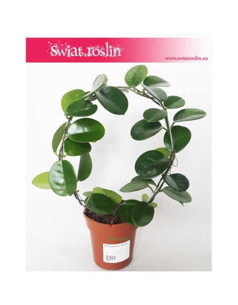 Hoja Australijska, Hoya Australis, Woskownica, pnącze 4