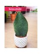 Sansevieria Masoniana Victoria, Sasnewieria Masona Victoria, Sansevieria Trifasciata Masoniana, wężownica 2