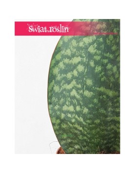 Sansevieria Masoniana Victoria, Sasnewieria Masona Victoria, Sansevieria Trifasciata Masoniana, wężownica 3