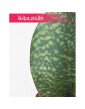 Sansevieria Masoniana Victoria, Sasnewieria Masona Victoria, Sansevieria Trifasciata Masoniana, wężownica 3