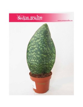 Sansevieria Masoniana Victoria, Sasnewieria Masona Victoria, Sansevieria Trifasciata Masoniana, wężownica