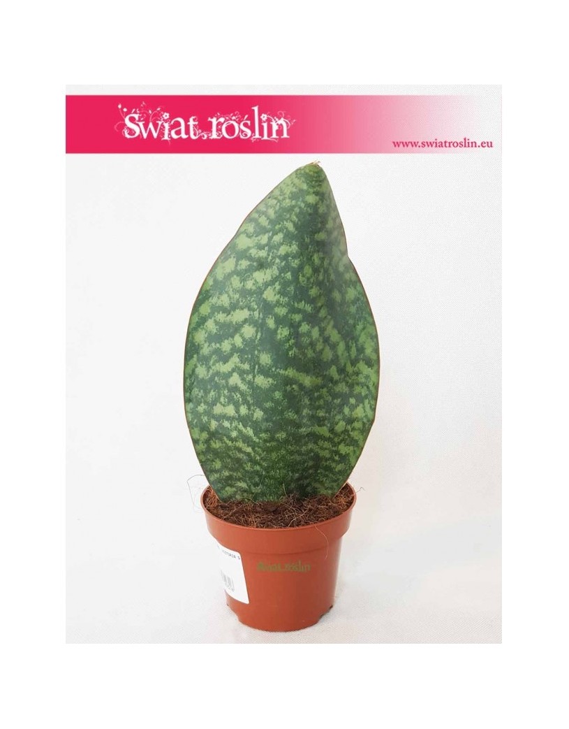 Sansevieria Masoniana Victoria, Sasnewieria Masona Victoria, Sansevieria Trifasciata Masoniana, wężownica