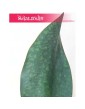 Sansevieria Trifasciata Masoniana, Wężownica Masona, Sansewieria Trifasciata Masoniana 2