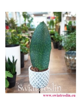 Sansevieria Trifasciata Masoniana, Wężownica Masona, Sansewieria Trifasciata Masoniana, popularne rośliny doniczkowe