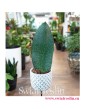 Sansevieria Trifasciata Masoniana, Wężownica Masona, Sansewieria Trifasciata Masoniana, popularne rośliny doniczkowe