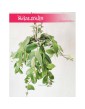 Eschynantus Variegata, Eszynantus Variegata, Aeschynanthus Variegata, Lipstick Plant 2